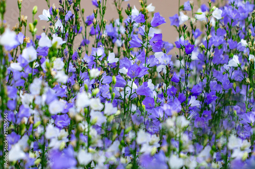  flowers are white and purple bells close up on a softly blurred background of green leaves and grass