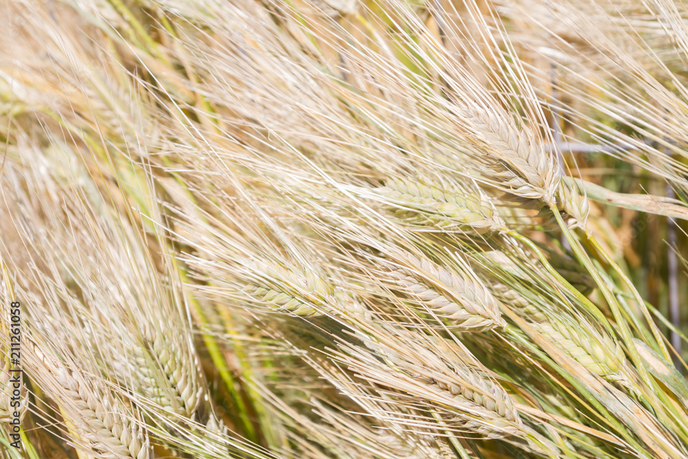 Field of rye ears of future bread in early summer Field of rye ears of future bread in early summer