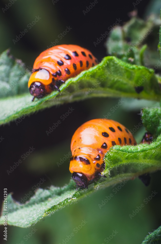 Red larva of the Colorado potato beetle eats potato leaves Red larva of the Colorado potato beetle eats potato leaves
