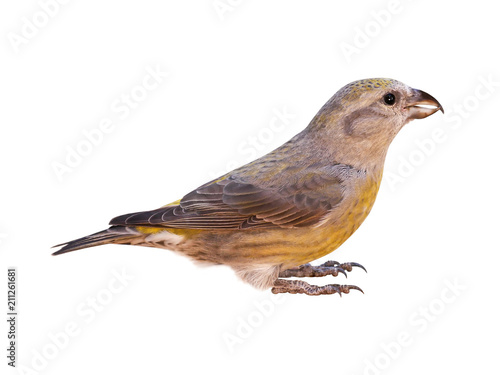 Female red crossbill (Loxia curvirostra), isolated on white background