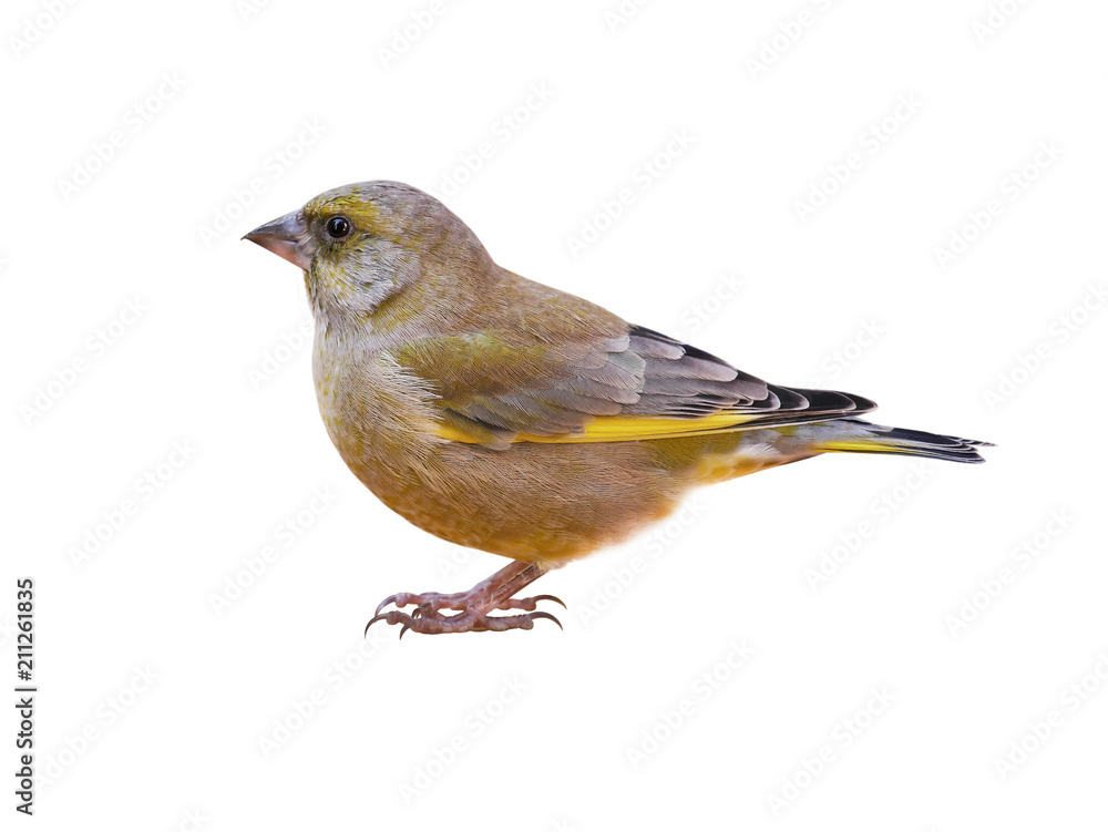 Male European greenfinch (Chloris chloris), isolated on White Background, Cut Out