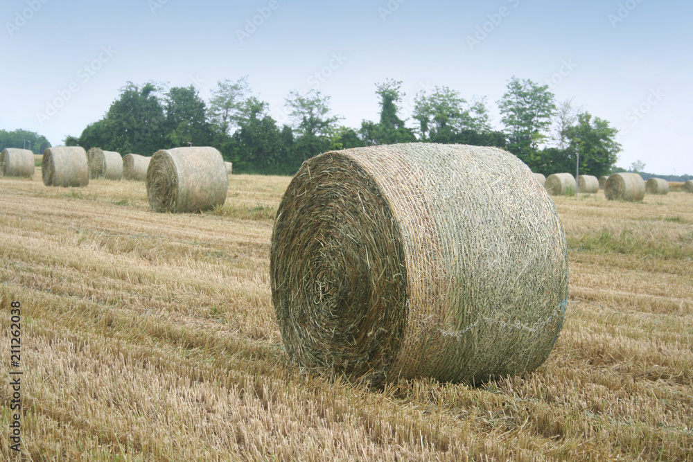 Straw bales in the field. Agricultural landscape in summer