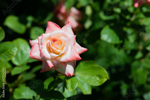 ピンクと黄色のばら「ダイアナプリンセスオブウェールズ」の花のアップ 