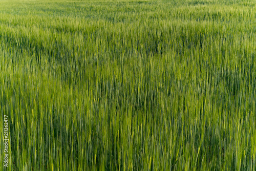 Green wheat barley field growing agriculture rural organic crop