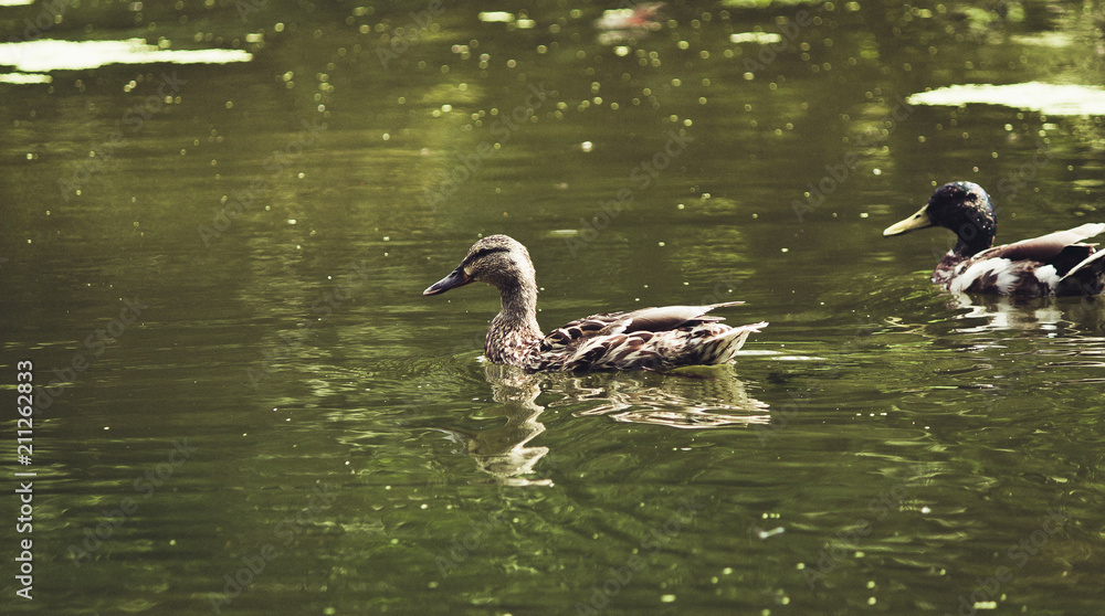 the duck swims along the water. the duck swims along the water.