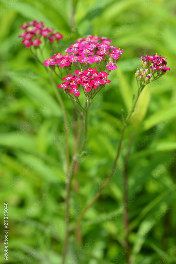 Pink yarrow Pink yarrow