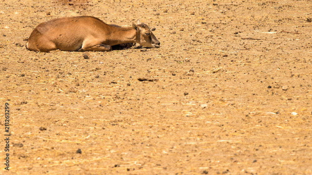 Fototapeta premium A young goat on sand