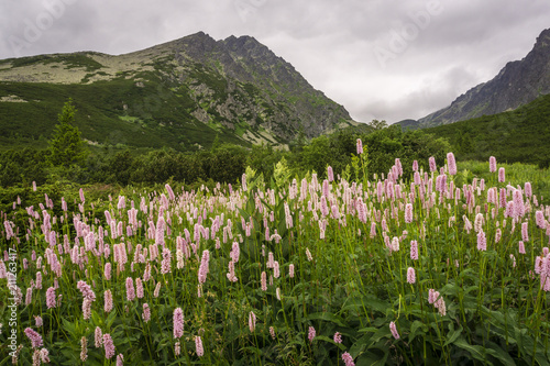 Schilderij op canvas Mountain flowers against the background of Gerlach peak