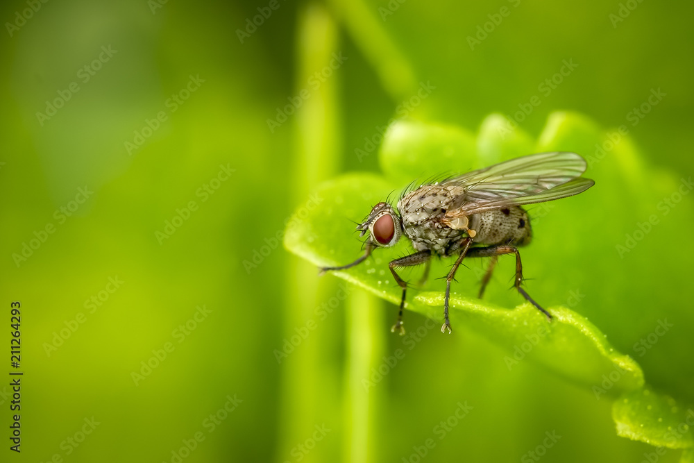 Coenosia Tigrina fly resting on a green leaf Coenosia Tigrina fly resting on a green leaf