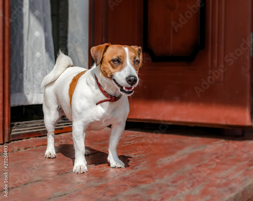 Portrait of cute small dog jack russel terrier standing outside on wooden porch of old house near open door at summer sunny day. Pet protecting property