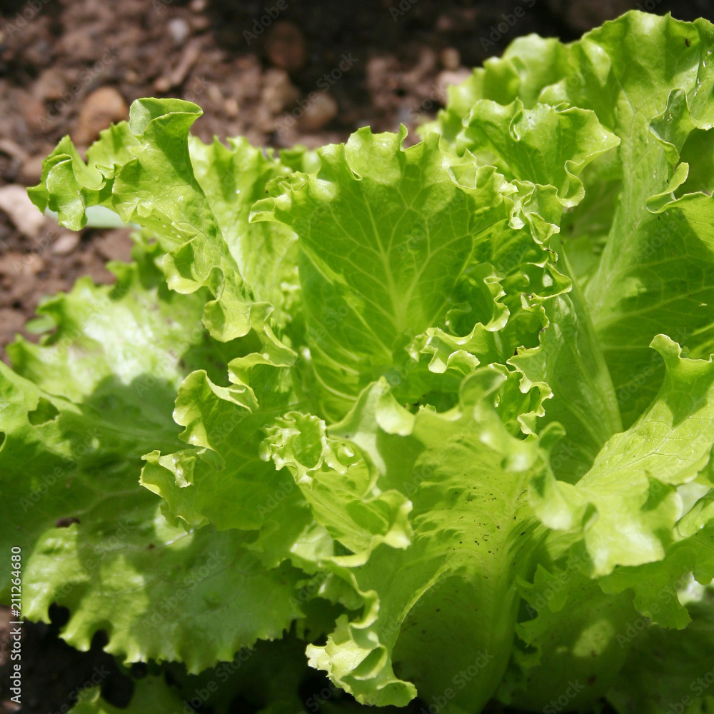 Fresh green lettuce plants growing in the vegetable garden in summer Fresh green lettuce plants growing in the vegetable garden in summer