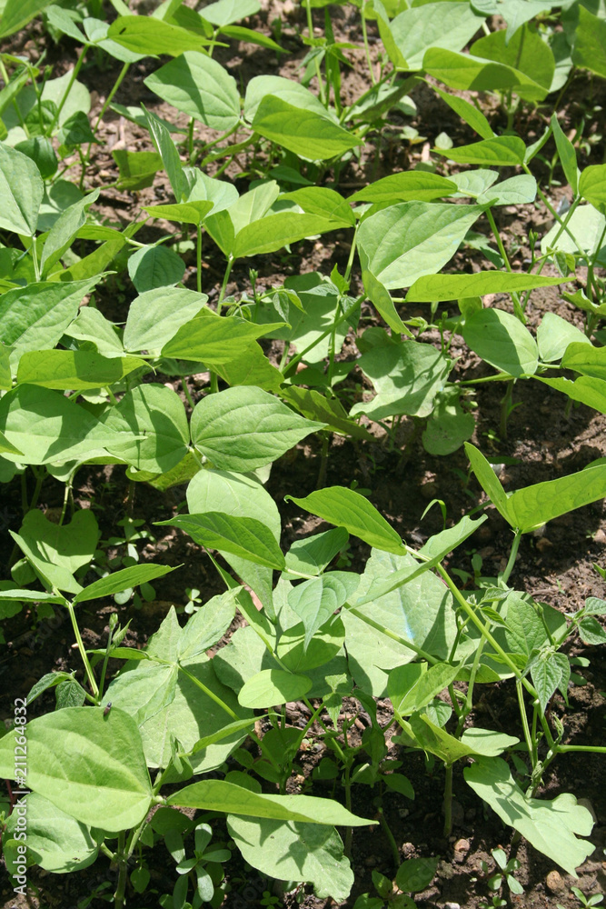 Snow pea plant cultivation under sunlight. Pisum sativum var. saccharatum. Also known as mangetout Snow pea plant cultivation under sunlight. Pisum sativum var. saccharatum. Also known as mangetout