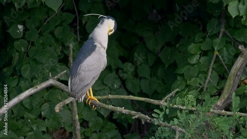 Black-crowned night heron (Nycticorax nycticorax) photo