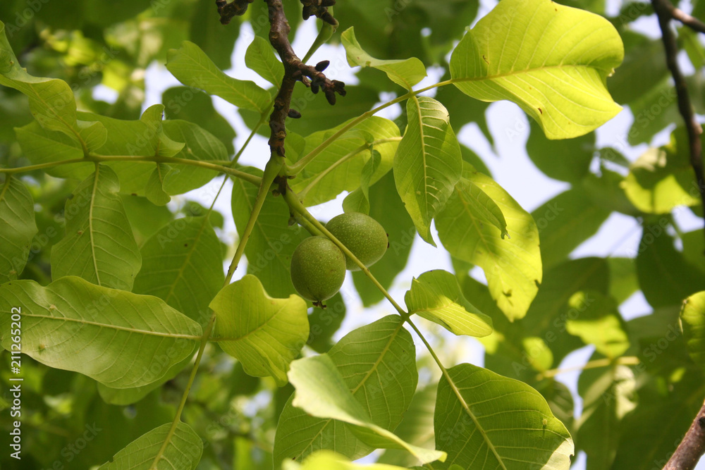 Unripe green walnuts on branch Unripe green walnuts on branch