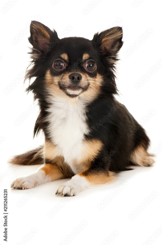 Chihuahua auf weißem Grund Chihuahua auf weißem Grund