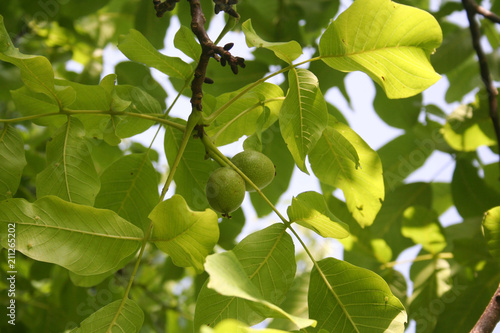 Unripe green walnuts on branch