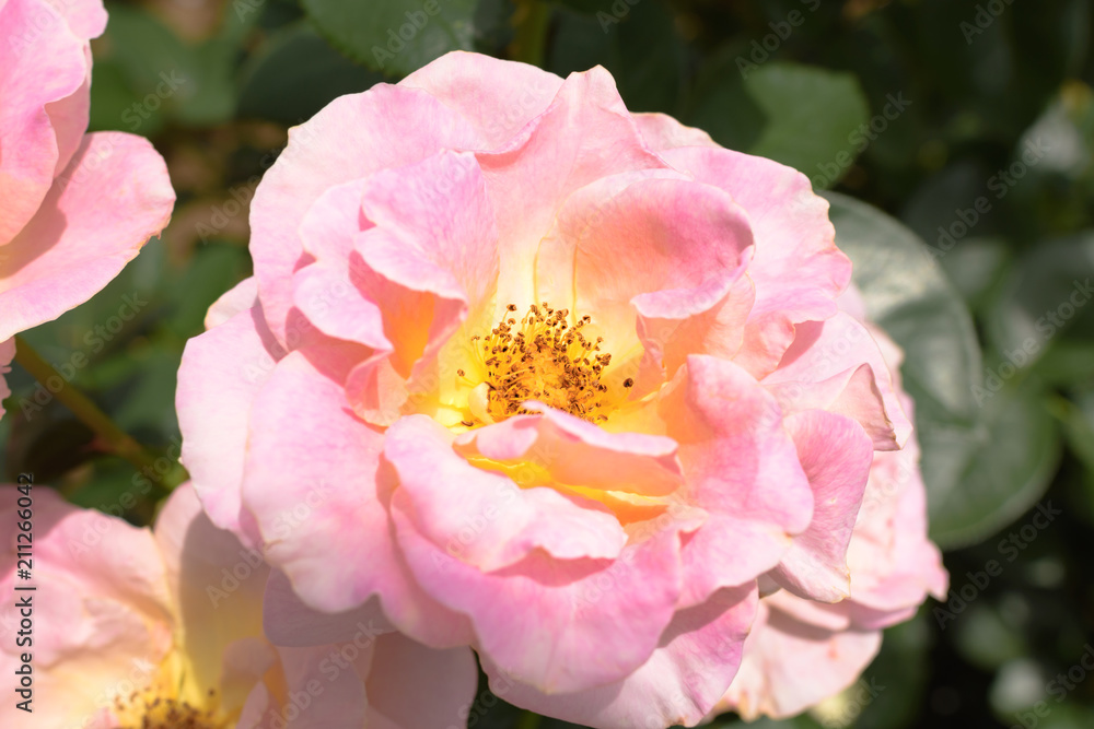 薔薇(エル) 薔薇(エル)
