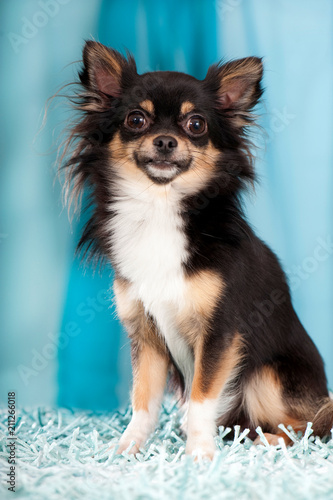 Niedlicher Chihuahua sitzt auf blauem Hintergrund © DoraZett