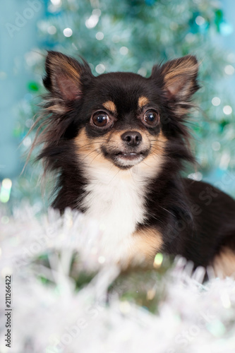 Niedlicher Chihuahua an Weihnachten © DoraZett