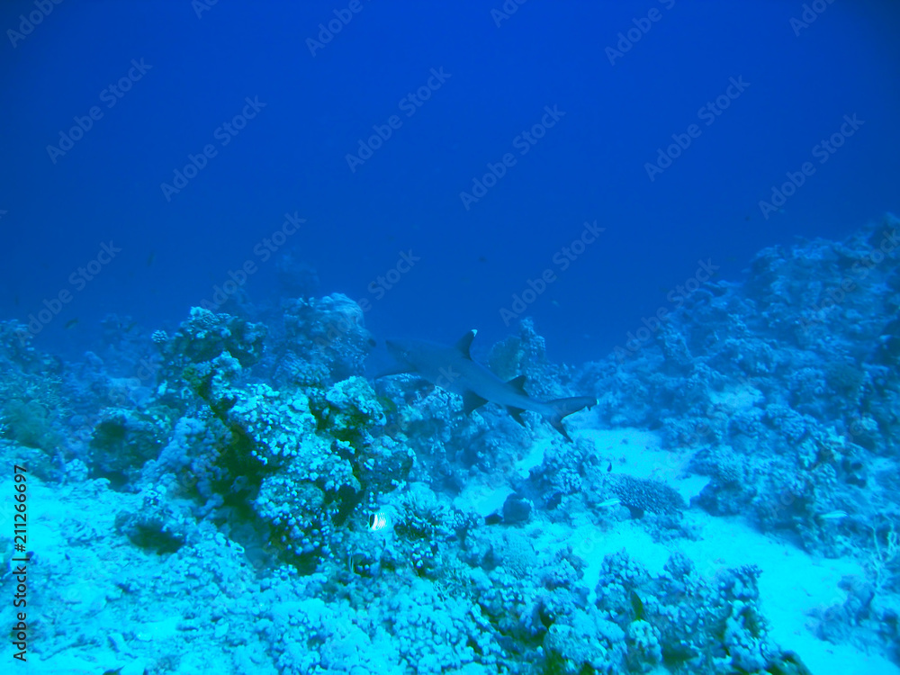 Obraz premium Gray Reef Shark on coral underwater world