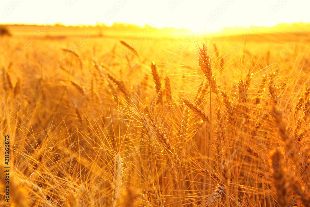 a field of wheat in the sunset light
