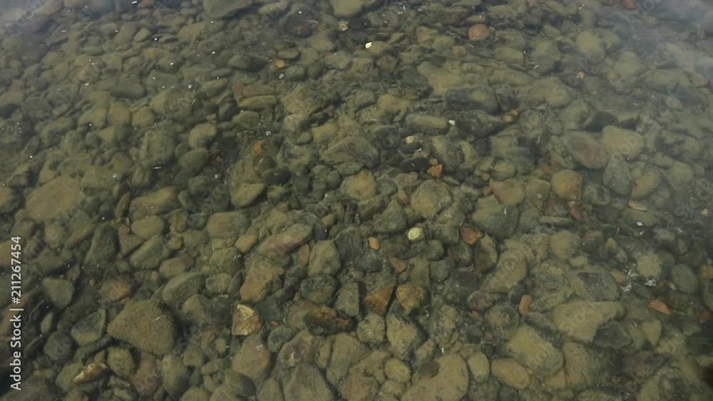 Bottom of the river is seen through water. small fish swim in a shallow stream of a creek Bottom of the river is seen through water. small fish swim in a shallow stream of a creek