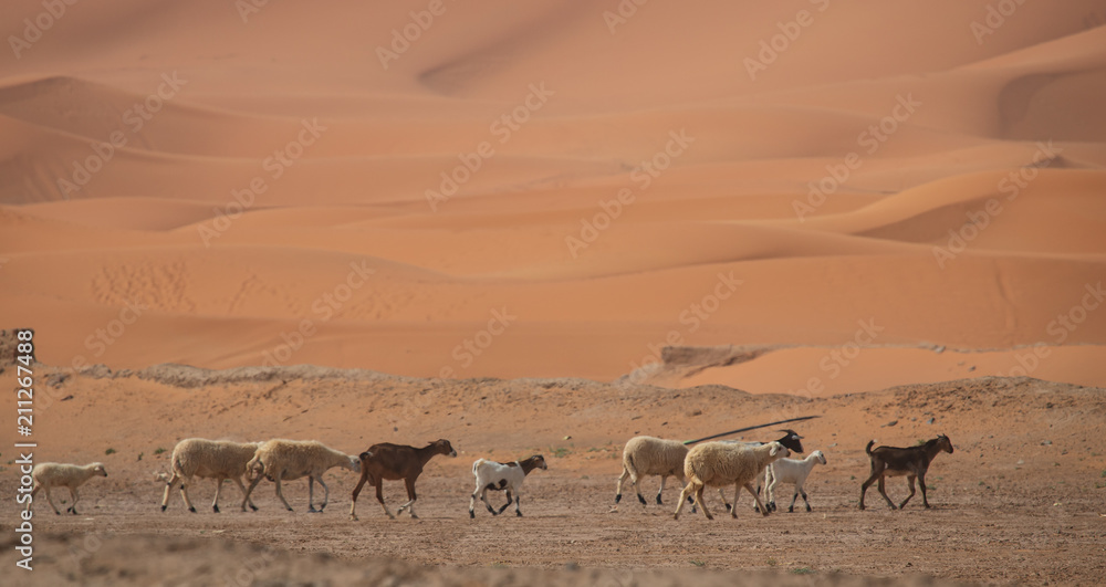 Owce na pustyni