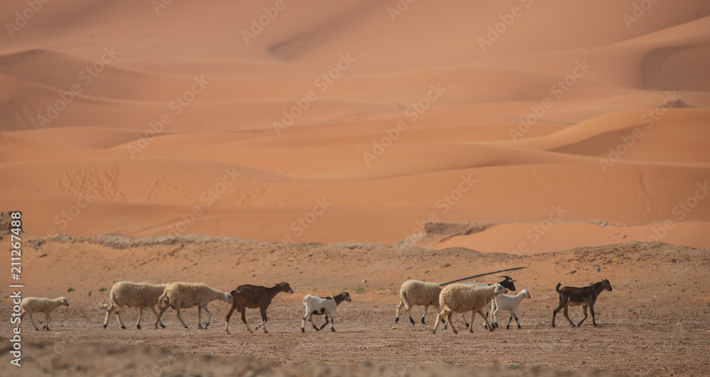 Obraz premium Owce na pustyni