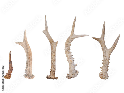 Foto Roe deer (Capreolus capreolus), antlers isolated on white background