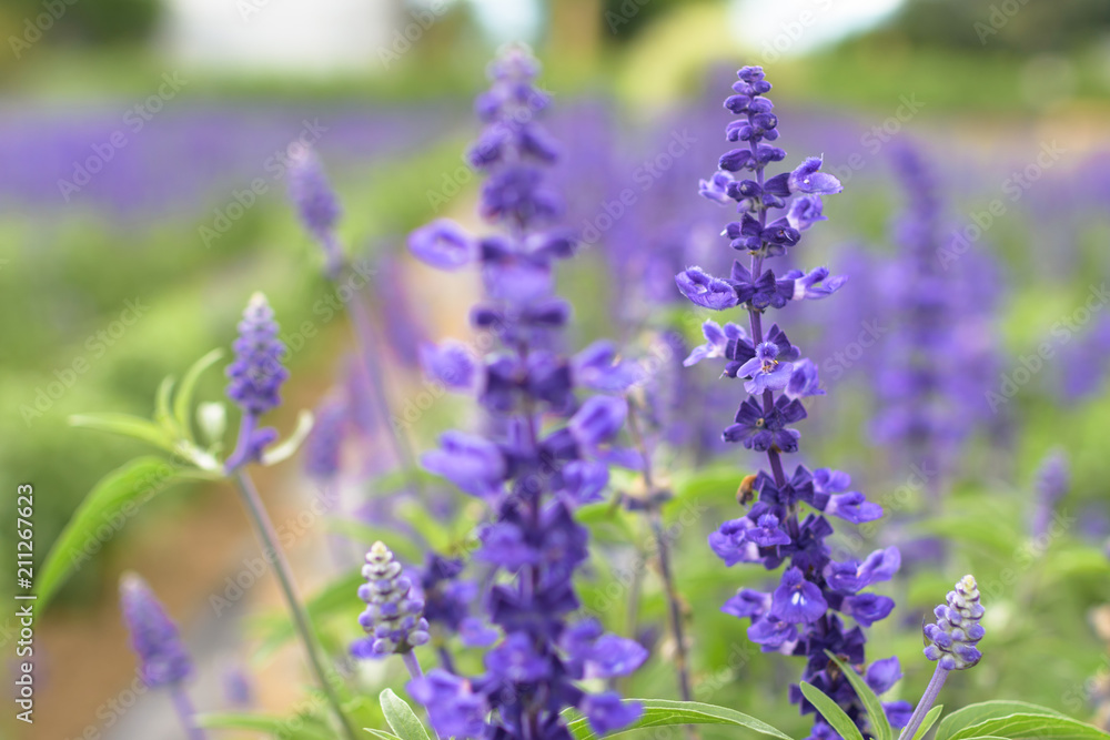 Fototapeta premium ブルーサルビア