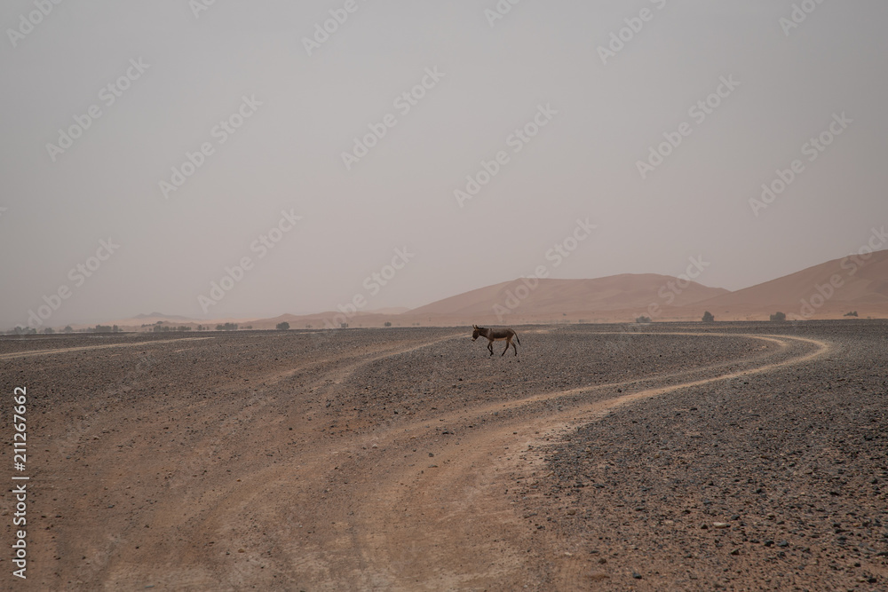 Obraz premium Ruiny na pustyni