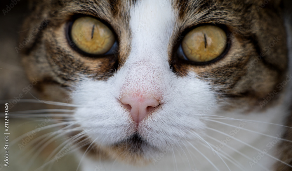 Portrait von alter Katzendame mit neugierigen und interessierten Blick