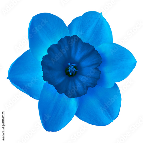 Fototapeta Naklejka Na Ścianę i Meble -  Flower cerulean blue narcissus,  isolated on a white  background. Close-up. Element of design.