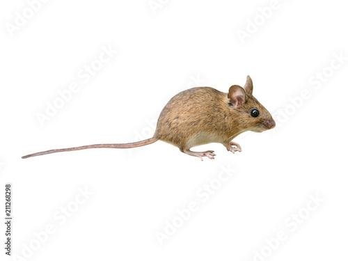 Wood mouse (Apodemus sylvaticus), isolated on White background photo