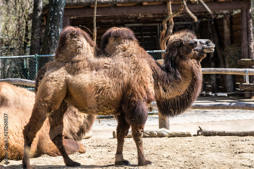 Kamel - Camelus ferus
