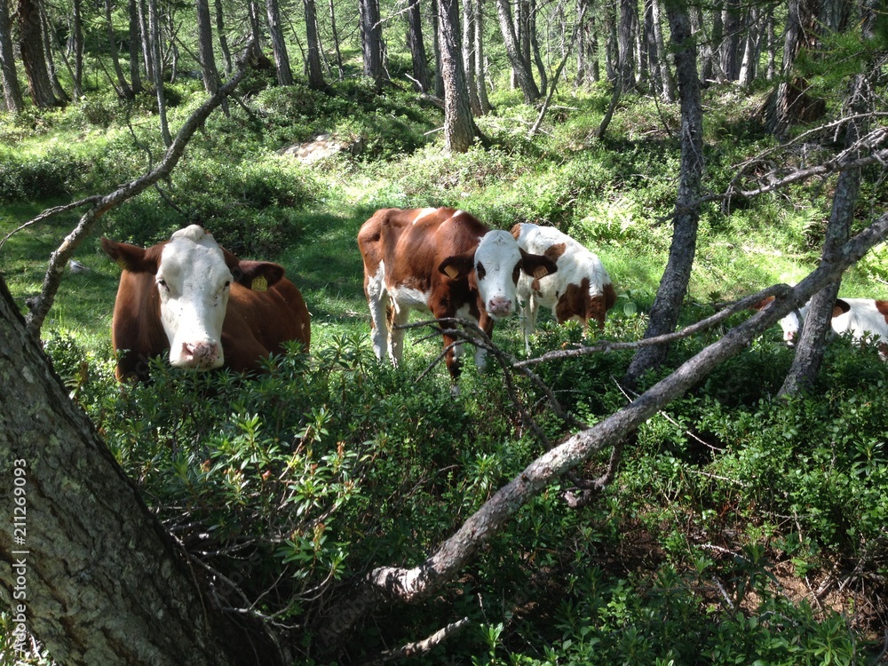 Cows grazing in a mountain forest.
