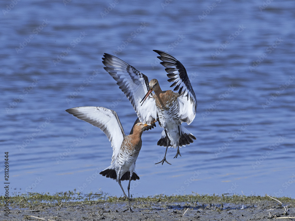 Fototapeta premium Black-tailed godwit (Limosa limosa)