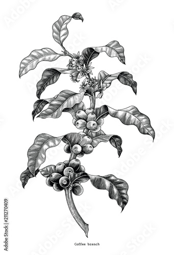 Coffee branch hand drawing vintage clip art isolated on white background
