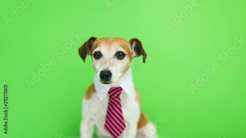 Adorable dog in pink tie and shirt collar sitting and looking to the cam. Green chroma key background. Video footage photo