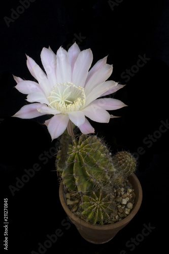 A Blooming FLowring Cactus Plant in FLower Pot photo