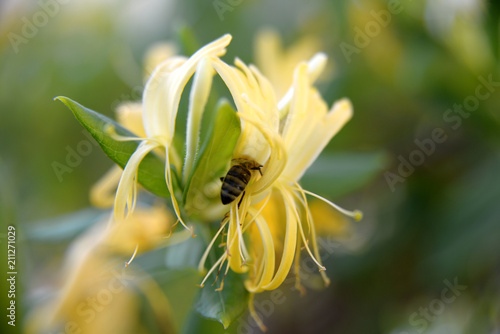 Bumble bee collecting pollen to make honey from yellow jasmine flower 