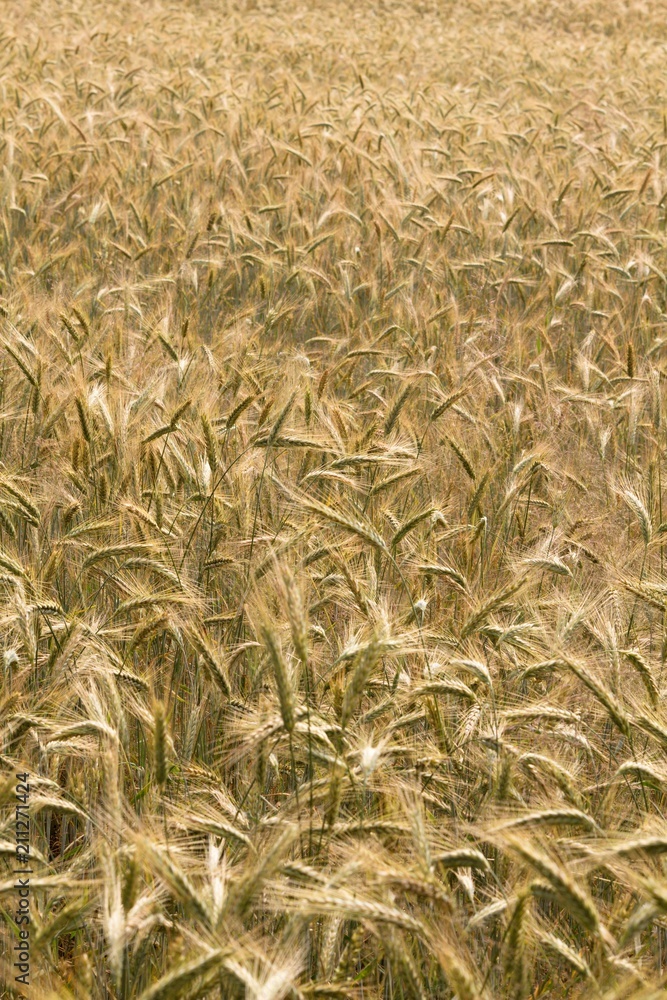 Grain Barley is one of the oldest agricultural crops. Grain Barley is one of the oldest agricultural crops.