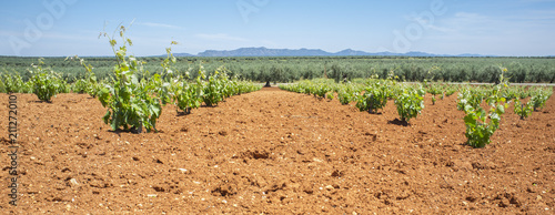 Vines fields at Tierra de Barros on springtime, Spain photo