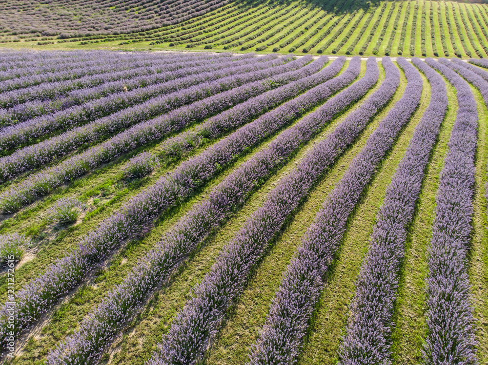 beautiful lavender flowers from above beautiful lavender flowers from above