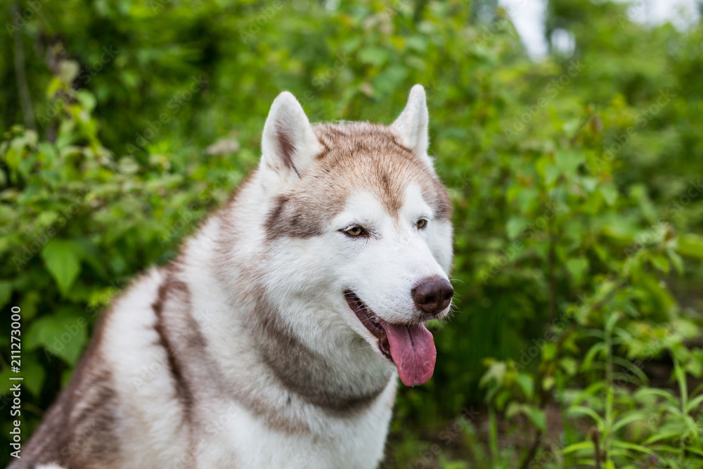 Close-up portrait of cute beige dog breed siberian husky with tonque hanging out sitting in the green forest