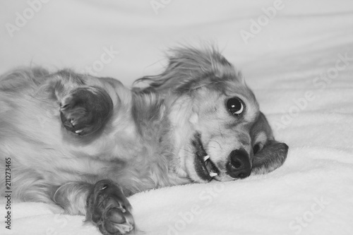 Golden long-haired dachshund at home. Happy pet. Well-breaded home favourite.  © Creative Journey