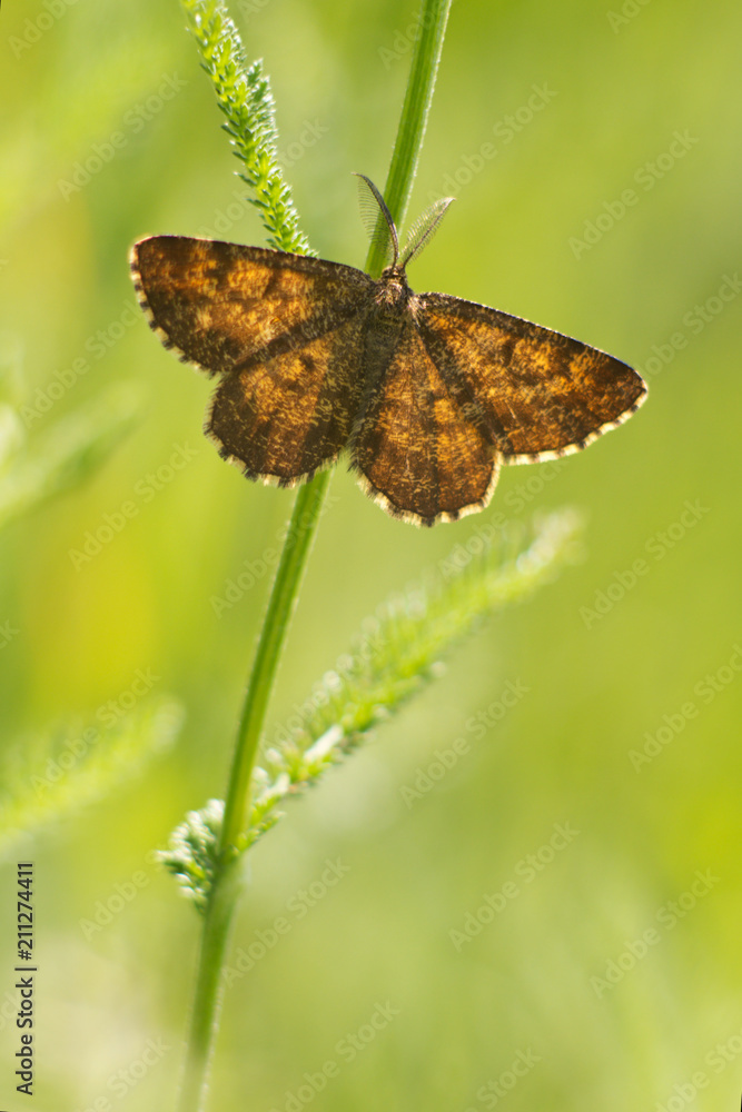A brown white color butterfly sitting on a flower A brown white color butterfly sitting on a flower