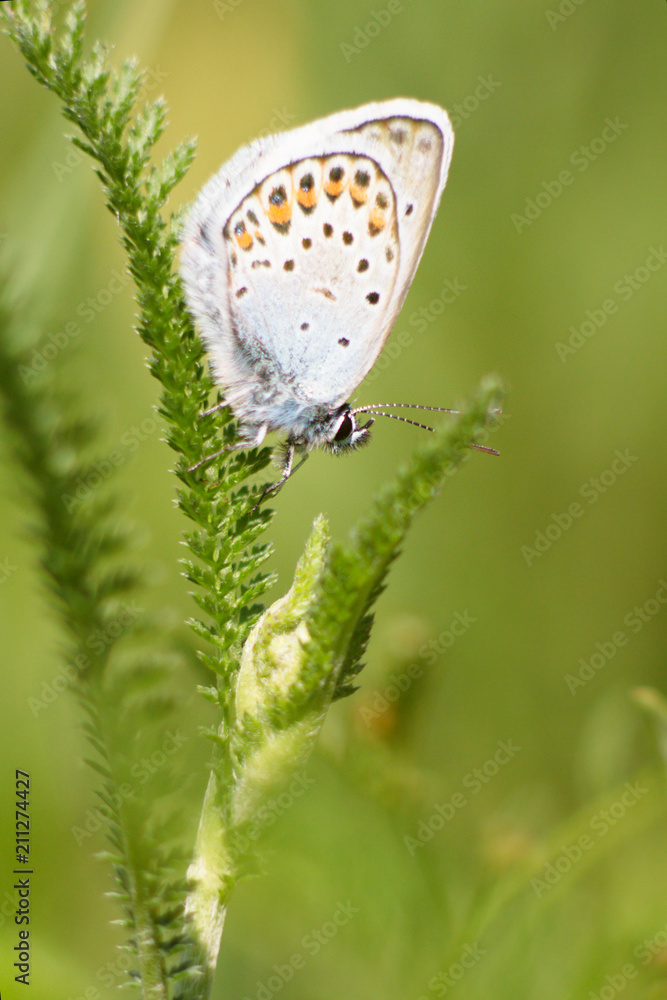 Obraz premium butterfly on flower