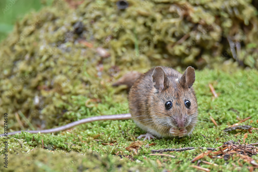 Wood mouse (Apodemus sylvaticus) in the moss Wood mouse (Apodemus sylvaticus) in the moss