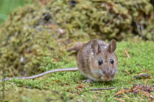 Wood mouse (Apodemus sylvaticus) in the moss photo